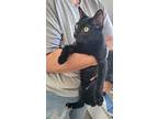 Justin, Domestic Shorthair For Adoption In Dickson, Tennessee