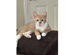 Cheyenne, Domestic Shorthair For Adoption In Painted Post, New York