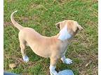 Moxie, Terrier (unknown Type, Small) For Adoption In Plymouth, Massachusetts