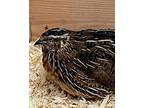 Feather Mcfluff, Quail For Adoption In Novato, California