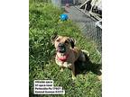 Almond, American Pit Bull Terrier For Adoption In Pottsville, Pennsylvania