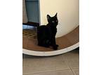 Bea, Domestic Shorthair For Adoption In Summerfield, Florida