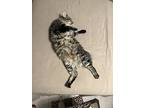 Cruz, Domestic Mediumhair For Adoption In Summerfield, Florida
