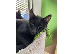 Homer, Domestic Shorthair For Adoption In Ogden, Utah