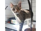 Rabbit, Domestic Shorthair For Adoption In St. James, Minnesota