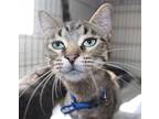 Pine, Domestic Shorthair For Adoption In St. James, Minnesota
