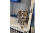 Petra, Domestic Shorthair For Adoption In Cortland, New York
