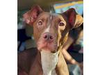 Mimmzie, Labrador Retriever For Adoption In El Dorado, Arkansas