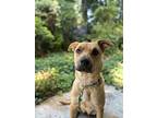 Gwen, Labrador Retriever For Adoption In Bothell, Washington