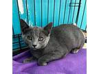 Pebble, Domestic Shorthair For Adoption In Brookings, South Dakota