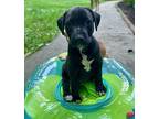 Moe, Labrador Retriever For Adoption In Thompson, Pennsylvania