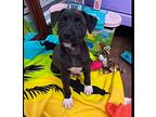 Marla, Labrador Retriever For Adoption In Thompson, Pennsylvania