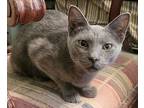 Smokie (russian Blue Mix), Domestic Shorthair For Adoption In St.