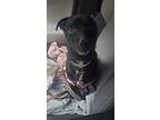 Fonzie, Terrier (unknown Type, Small) For Adoption In Raleigh, North Carolina