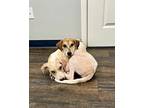 Praline, Jack Russell Terrier For Adoption In Elkton, Florida