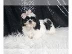 Shih Tzu PUPPY FOR SALE ADN-825585 - AD 1 Adorable IMPERIAL Shih Tzu ready