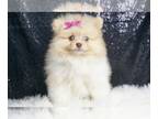 Pomeranian PUPPY FOR SALE ADN-825549 - AD 1 Adorable Pomeranians ready
