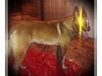 Belgian Malinois PUPPY FOR SALE ADN-825638 - Belgian Malinois Imported Parents