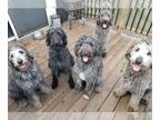 Labradoodle PUPPY FOR SALE ADN-825633 - Labradoodle