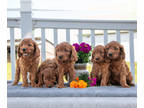 Cavapoo PUPPY FOR SALE ADN-825552 - Sweet Cavapoo Puppies