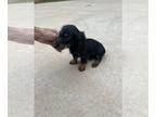 Dachshund PUPPY FOR SALE ADN-825538 - Longhair mini dachshunds