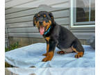 Rottweiler PUPPY FOR SALE ADN-825579 - Gorgeous Rottweiler Puppy