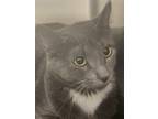 Adopt Saffron a Gray or Blue (Mostly) Domestic Shorthair / Mixed (short coat)