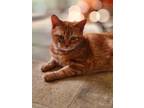 Adopt Bobbi (Courtesy Post) a Orange or Red Domestic Mediumhair (medium coat)