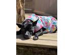 Adopt Pearl a Black - with White American Pit Bull Terrier / Mixed dog in