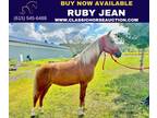 Kentucky Mtn Palomino Mare