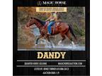 Dandy~Sensible*Versatile*All Around Sport/Family/Trail/Ranch QH Gelding~