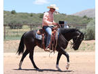 Gorgeous, Sweet and Broke 3 Year Old AQHA Black Mare