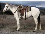 10 Year Old 15.2+ Hand Grey Gelding