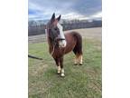 Strawberry Roan KY Mtn