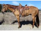 15 Year Old 15.3 Hand Red Dunn Gelding
