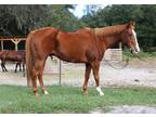Gentle trail horse