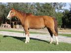 Chrome, Falshy Dun Gelding