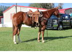 Solo 7 Year Old 15.3 Gelding