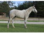 Cute 14 hand gentle riding gelding