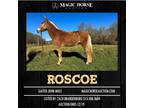 Roscoe~Gentle*Smooth*Flashy*Family/Trail Gaited John Mule~