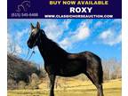Rocky Mountain Mare