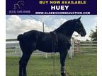 Percheron Black Gelding