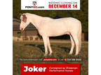 Jokerâ 10 Yr old 13.3hh Brown And White Paint Quarter Pony Gelding!
