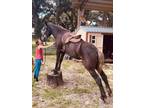 Moose~Beginner Friendly*Gorgeous*Foxhunter/Lesson/Family/Trail Percheron