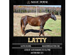 Latty~Extra Gentle*Smooth Gaited*Fun Family/Trail Kmh Gelding~