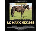 Chex~Quiet, Sensible, Fun, Safe Ranch/Family/Trail AQHA Gelding~