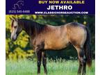 Aqha Stallion Buckskin