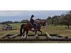  [url removed] PAINT BAY & WHITE GELDING