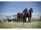 Percheron Draft Gelding Team for Sale