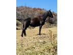  [url removed] REGISTERED CHOCOLATE ROCKY MTN